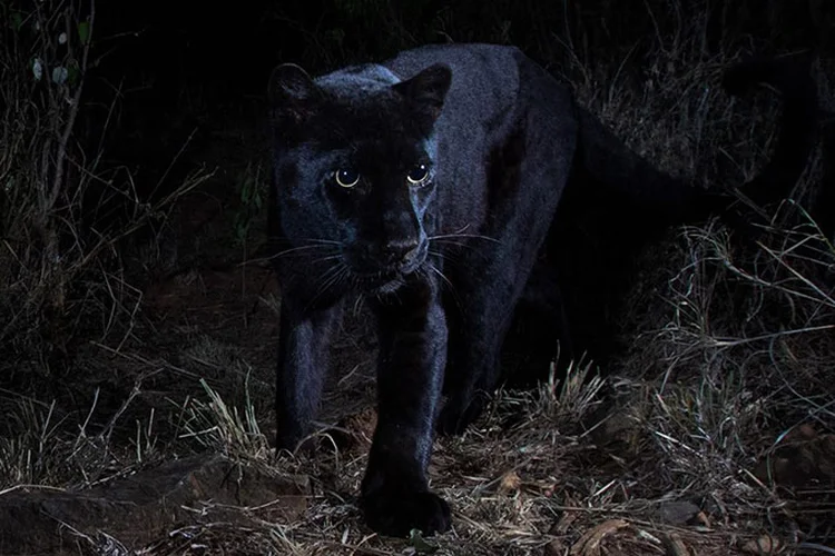 Raridade: pesquisadores identificam leopardo negro em Laikipia, no Quênia.  (San Diego Zoo/ Will Burrard-Lucas/Reprodução)