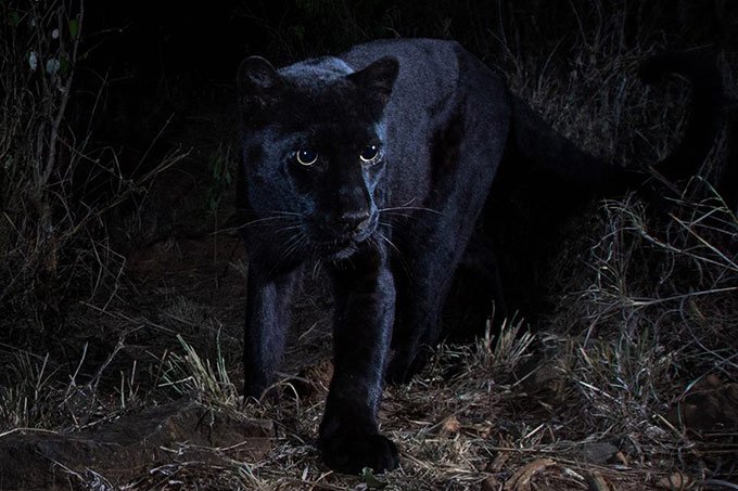 Mítica "pantera negra" é fotografada pela 1ª vez em 100 anos na África