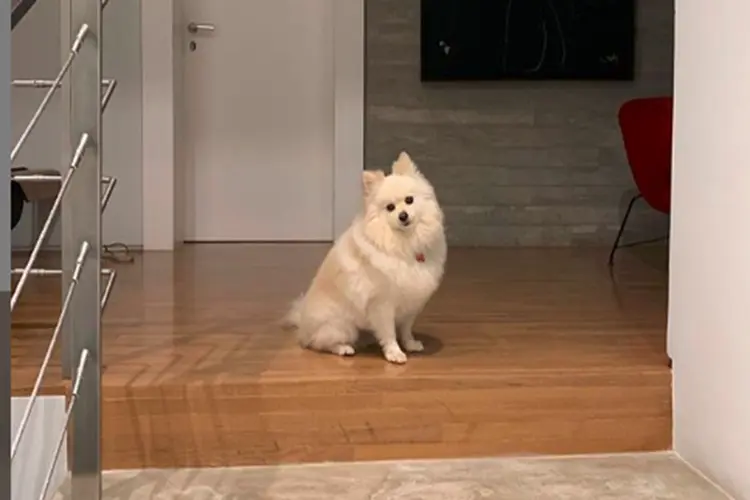 Esposa de Boechat publica foto de cadela esperando o jornalista em casa (Veruska Boechat/Instagram/Reprodução)