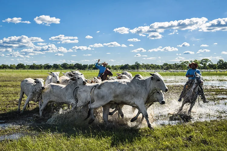 Fazenda de gado sustentável no Pantanal: produtividade maior e chance de ganhar mais mercado (Germano Lüders/Exame)