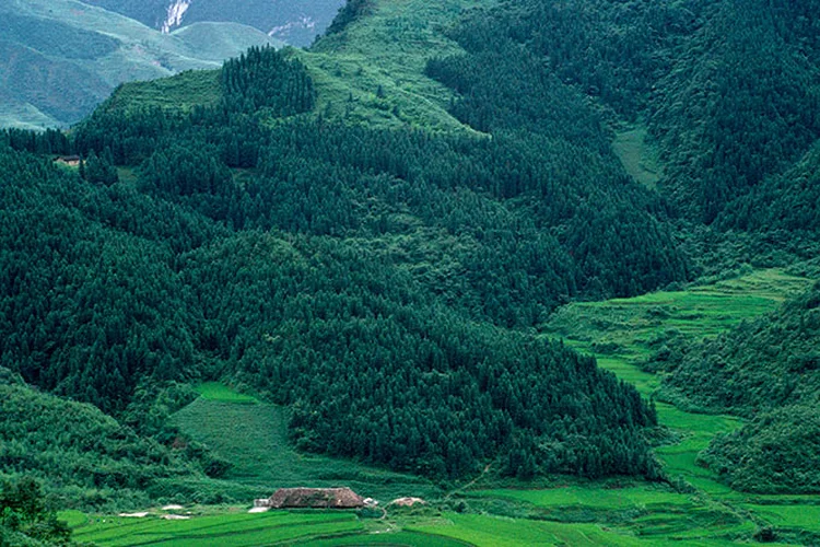 China: o plano do Partido Comunista, segundo a agência estatal Xinhua, aumentou o porcentual de cobertura de floresta para 22,96% em 2018 (Eye Ubiquitous/UIG/Getty Images)