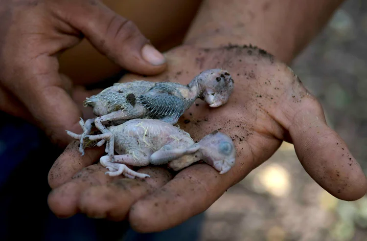 Brumadinho (MG): morador mostra dois filhotes de pássaros mortos após o rompimento da barragem da Vale (Washington Alves/Reuters)