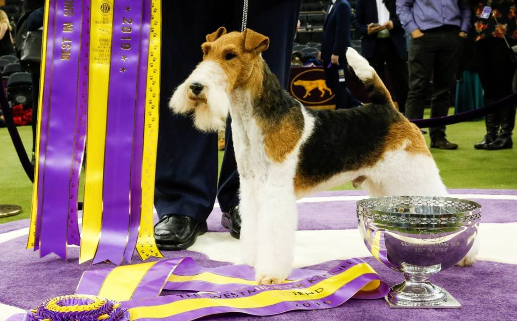 Fox terrier de pelo duro é premiado em concurso de Nova York