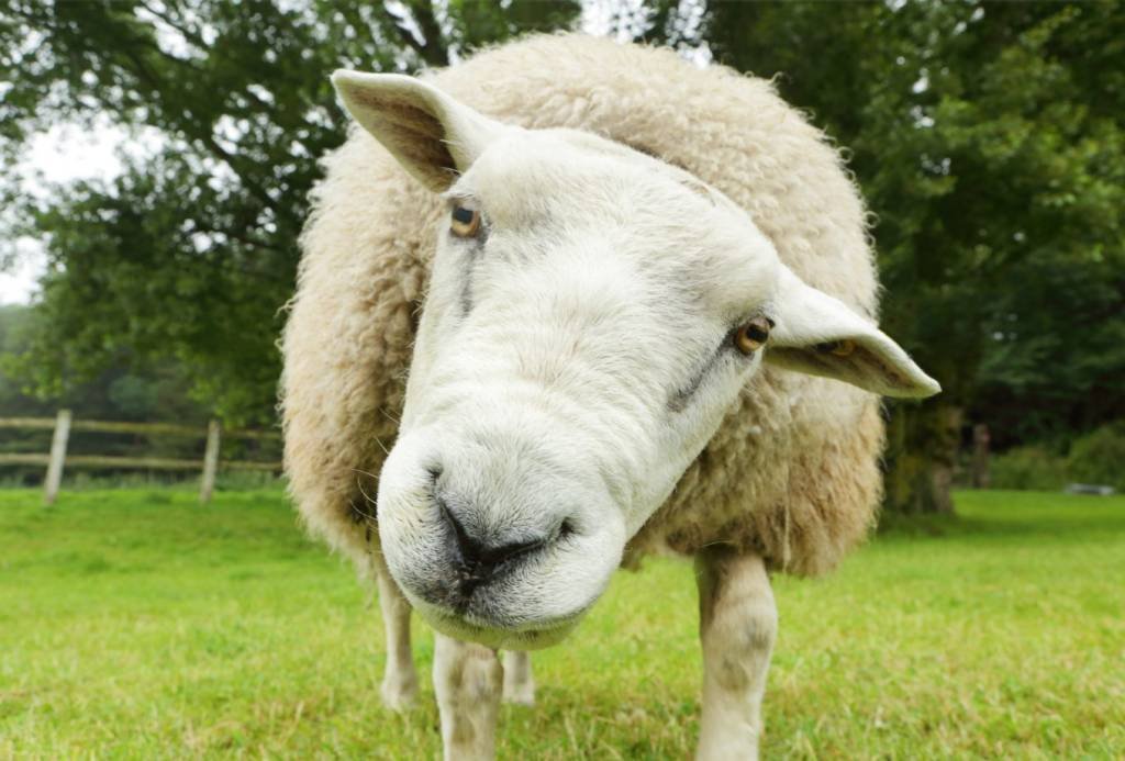 Médicos estudam problemas de anestesia com ajuda de ovelhas