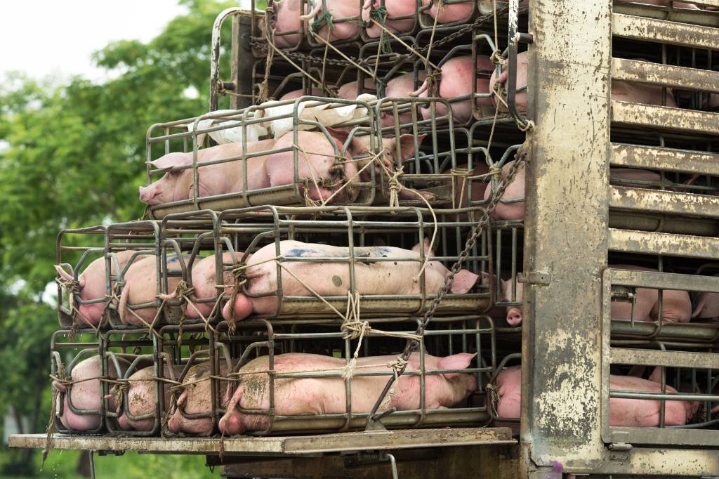 Técnica brasileira visa transplante de órgãos de porcos para humanos
