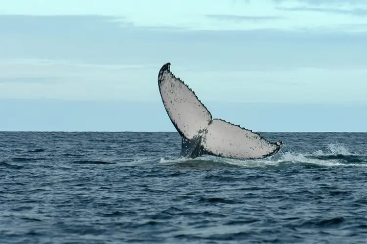 Cauda de baleia-jubarte (Julie Larsen Maher/Divulgação)