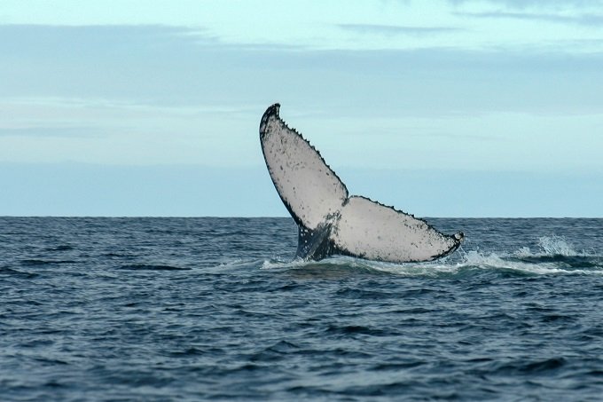 Estudo analisará rotas de migração de baleias jubarte