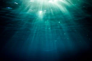 Animal gigante das profundezas é encontrado em quase todos os oceanos — e ninguém sabia até agora