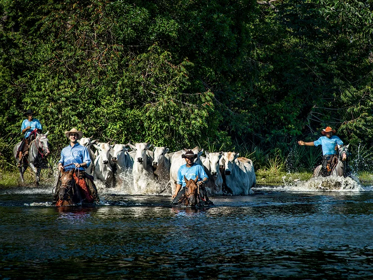 Gado no Pantanal: é possível conciliar a produção de carne com a preservação do meio ambiente (Germano Lüders/Exame)