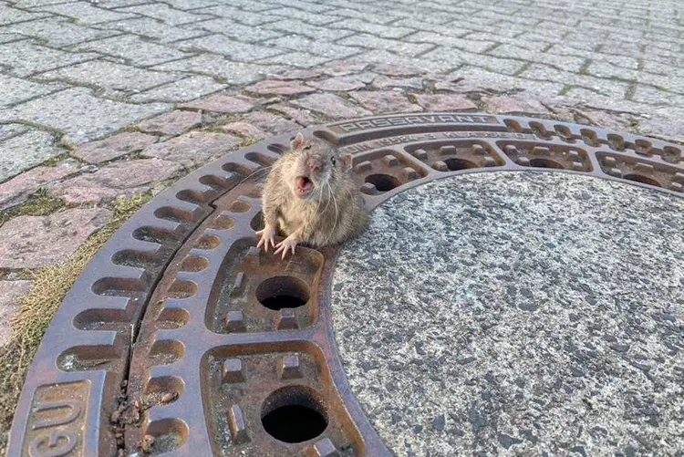 Rata "gordinha": segundo especialista em salvamento de animais, animal engordou durante o inverno e ficou preso pelo quadril (Berufstierrettung Rhein Neckar/Reuters)