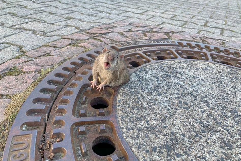 Rata "gordinha" fica presa em bueiro e história viraliza na internet