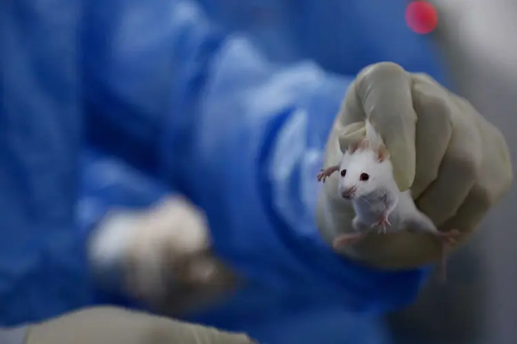 Camundongo de laboratório: células-tronco do animal foram usadas para produzir rins (He Yushuai/Southern Metropolis Daily/VCG/Getty Images)