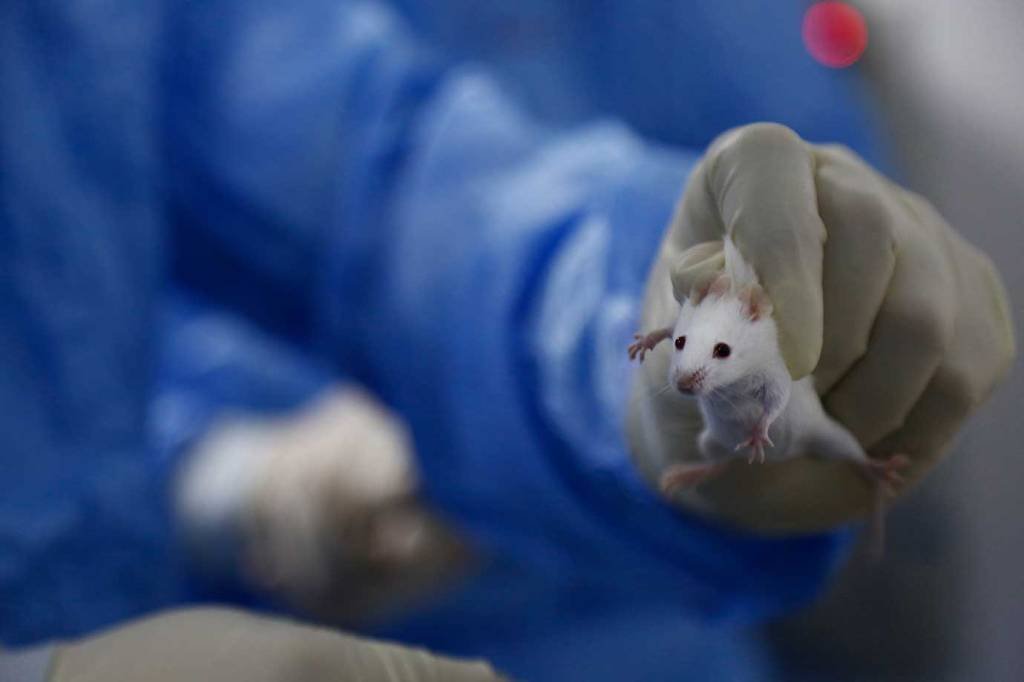 Rato criado em laboratório vive mais e resiste melhor ao câncer