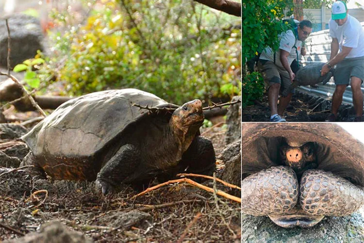 Helonoidis phantasticus: também conhecida como a tartaruga gigante de Fernandina.  (© GNPD, W. Tapia/Divulgação)