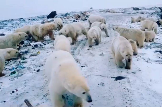 Cidade invadida por ursos polares famintos soa alerta sobre crise do clima