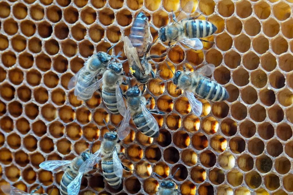 Meio bilhão de abelhas morreram no Brasil — e isso é uma péssima notícia