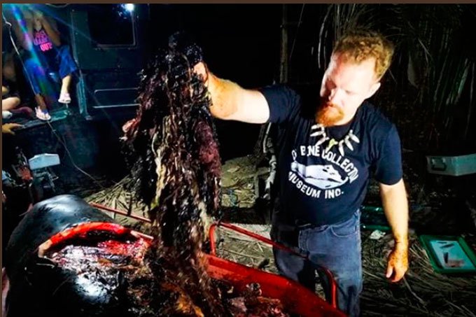Baleia com 40 kg de plástico no estômago morre nas Filipinas