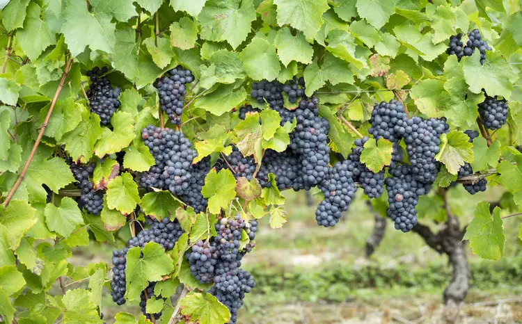 Cabernet franc: tipo de uva se transformou na nova escolha dos entendidos em vinhos (Tim Graham/Getty Images)