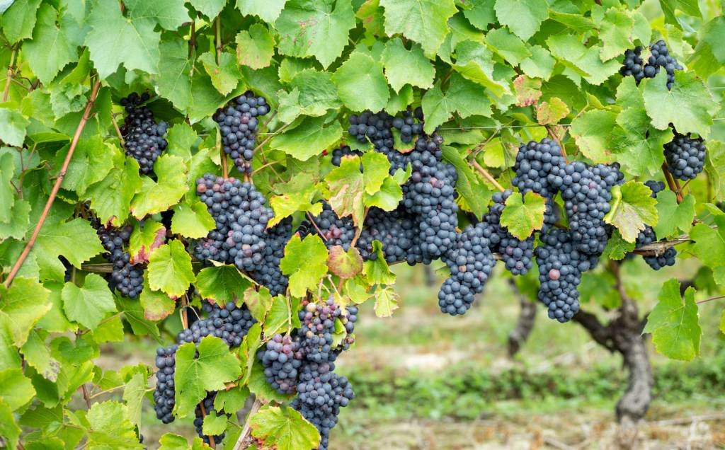 Imagem referente à notícia: IA revoluciona a reprodução de uvas e aumenta eficiência em 400%