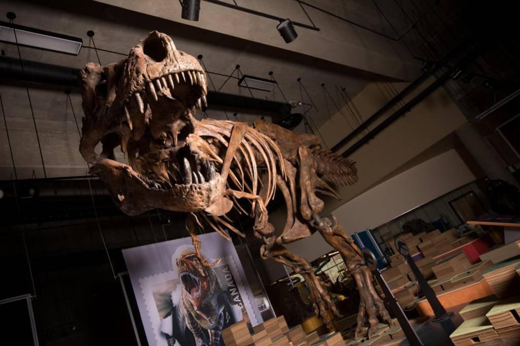 Esqueleto raro de T-Rex vai a leilão na Suíça