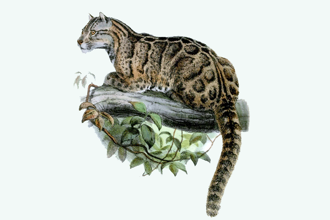 Leopardo “extinto” é visto pela primeira vez em 36 anos