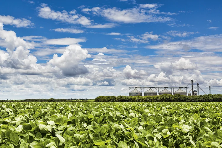 Plantação de soja em Mato Grosso: o governo gastou 10 bilhões de reais para baixar juros ao produtor do campo | Matt Mawson/Getty Images / 