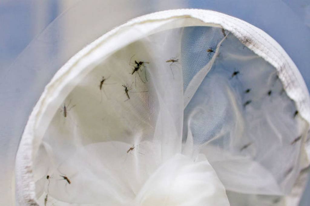 Estado do Rio registra duas mortes por chikungunya em 2019