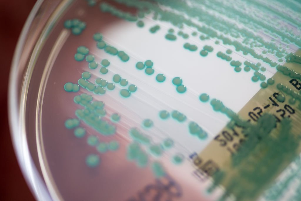 “Superbactérias” resistentes poderão matar até 10 milhões em 2050