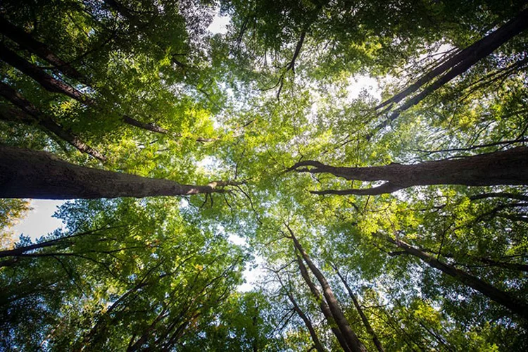 Natureza: quatro documentários para reconexão em tempos de isolamento (Florian Gaertner / Photothek/Getty Images)