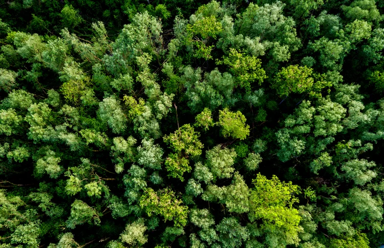 Árvores: em São Paulo, a poluição atrapalhou até o crescimento delas (Yulia-Images/Getty Images)