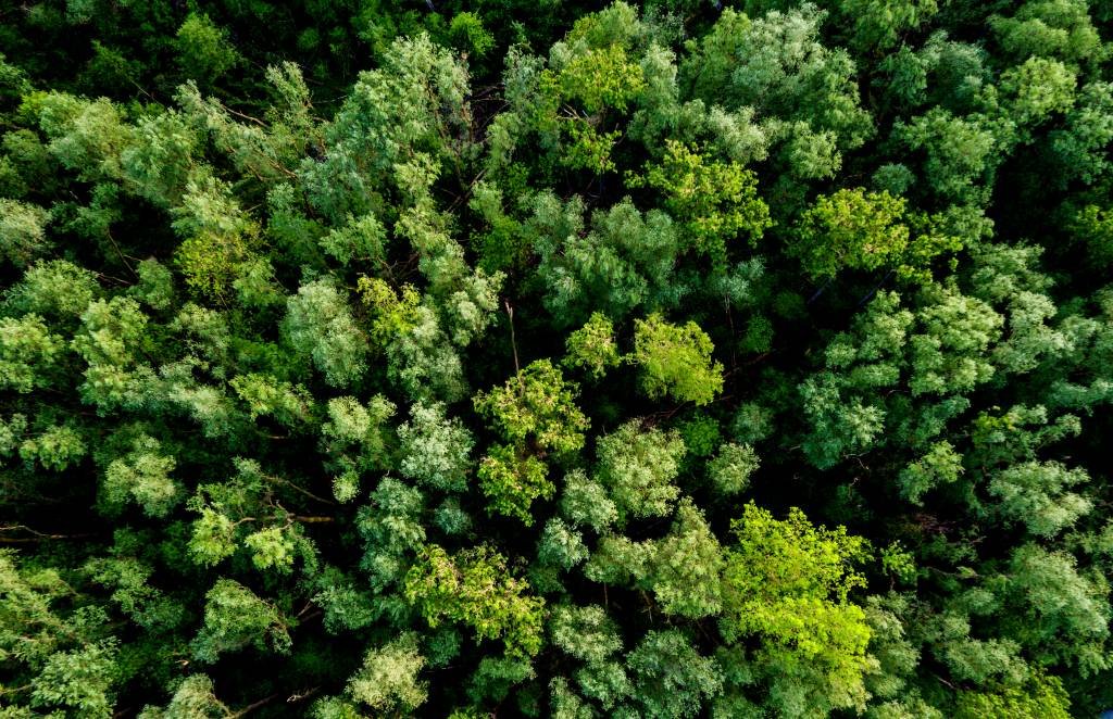 Em São Paulo, as árvores não crescem por conta da poluição