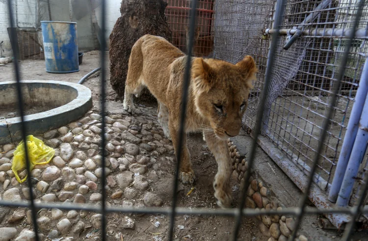 Uma leoa desnutrida em uma jaula no zoológico de Rafah, ao sul da Faixa de Gaza, durante evacuação do local feita por ONG chamada Four Paws.
 (Abed Rahim Khatib/NurPhoto/Getty Images)