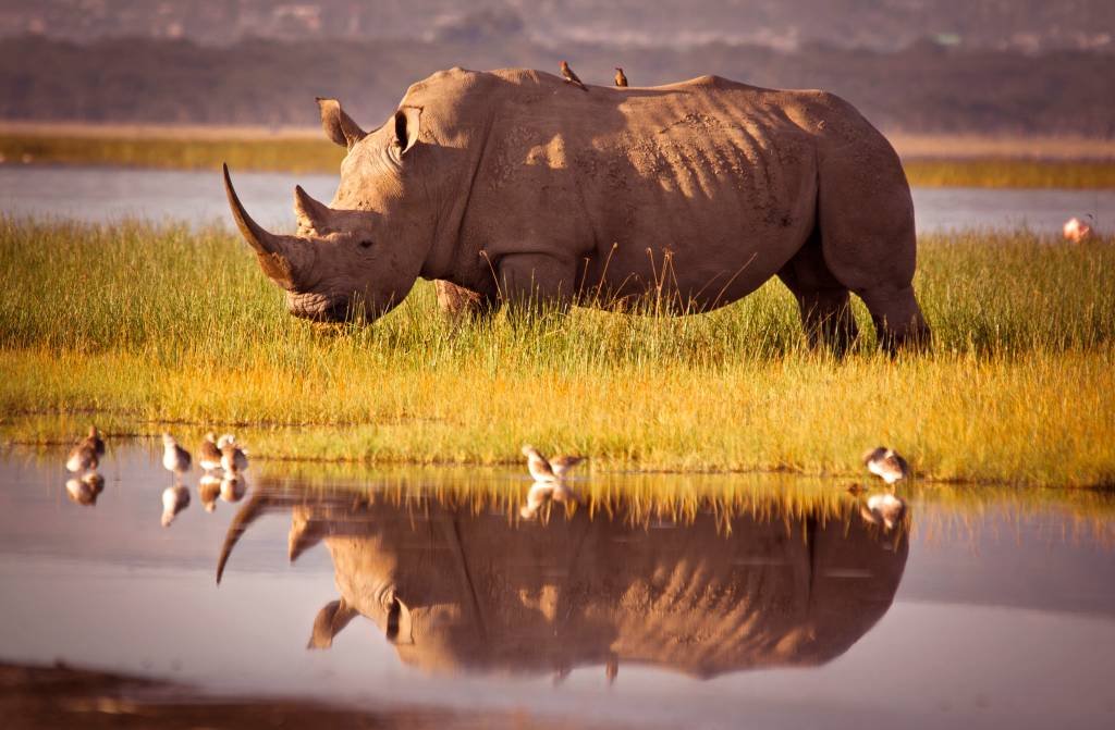 África do Sul apreende mais de 100 chifres de rinoceronte
