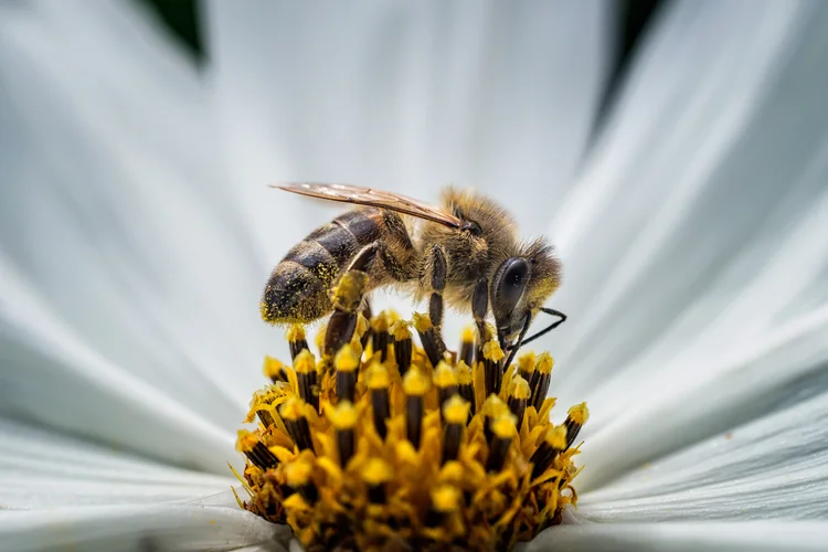 O uso de agrotóxicos reduz o tempo de vida das abelhas e seu comportamento (EyeEm Premium/Getty Images)