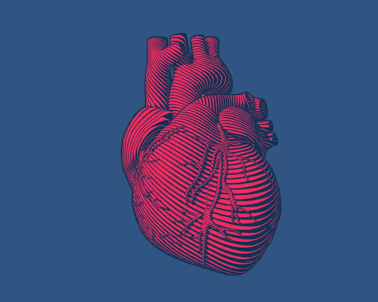 Coração humano: impressão "está completa, viva e palpita" e foi feita com "células e biomateriais do próprio paciente (Jolygon/Getty Images)