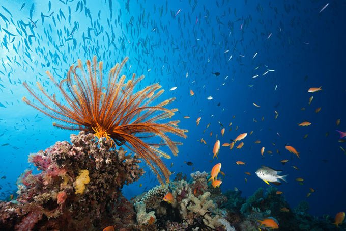 O futuro incerto da maior barreira de corais do mundo