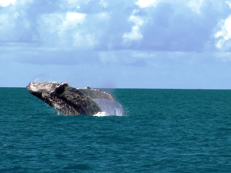 Abrolhos: Marinha divulgou que pequenos fragmentos de óleo foram encontrados e recolhidos na região (Amnemona (Marina C. Vinhal)/Wikimedia Commons)