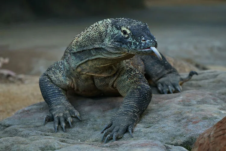 Dragão-de-Komodo: uma das espécies mais ameaçadas do planeta. (Don Arnold / WireImage/Getty Images)