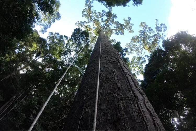 Shorea faguetiana, batizada de Menara: um gigante ameaçado de extinção. (Unding Jami/Divulgação)