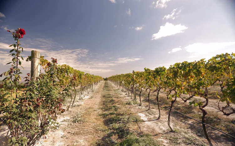 Vinhedos da Vinícola Guaspari: singularidades da fazenda e inovação permitiram o pioneirismo na região (Guaspari/Divulgação)