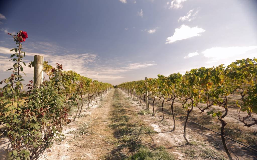 Premiada vinícola, Guaspari, em SP, é ponto fora da curva na rota do vinho