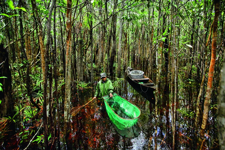 Margens do Rio Negro, no Amazonas: a região despertou o interesse de pesquisadores americanos nos anos 70 | Timothy Allen/GETTY IMAGES / 