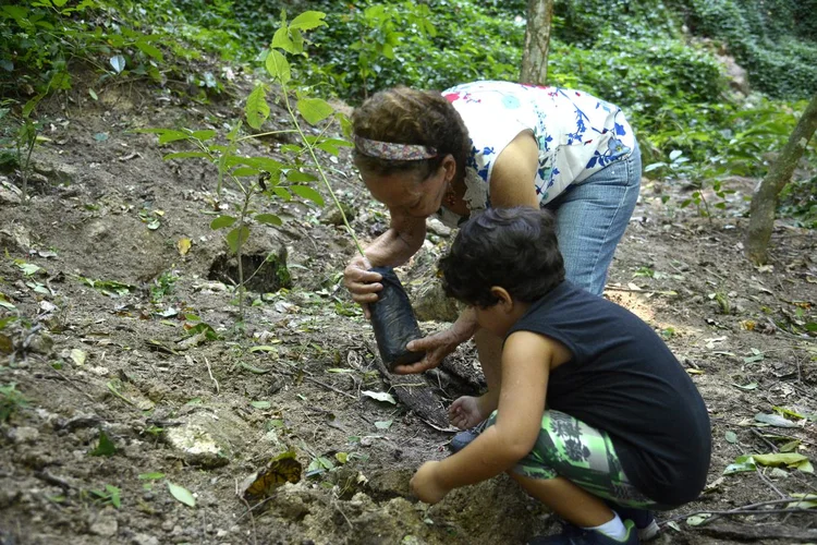 Mudas: plantas foram plantadas na parte baixa da mata, na área do Parque Lage, no bairro Jardim Botânico (Tânia Rêgo/Agência Brasil)
