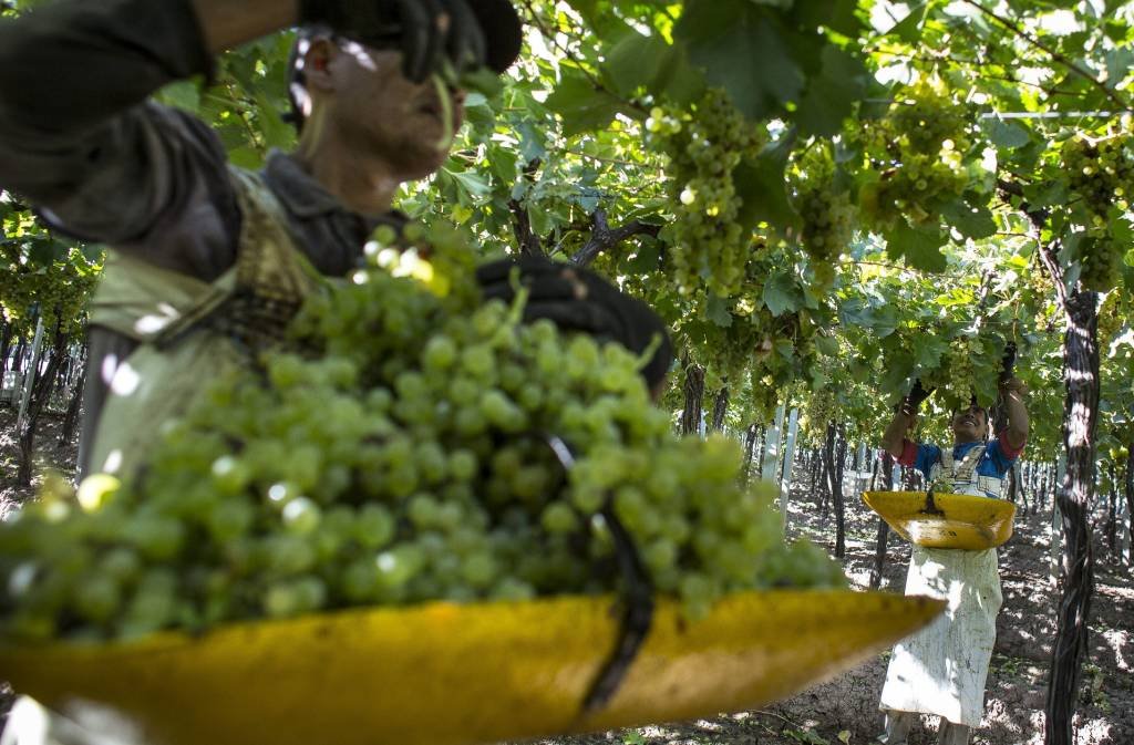 Com peso em baixa, vinícolas da Argentina superam recessão