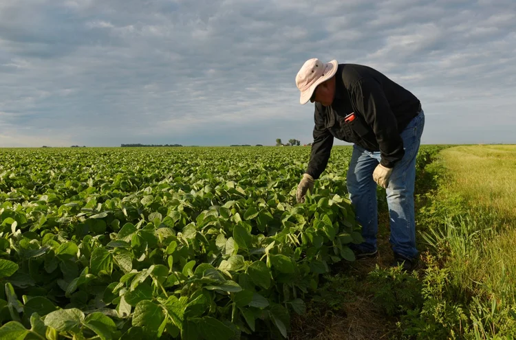 Agricultor checa fase de desenvolvimento da soja, após plantio (Dan Koeck/Reuters)