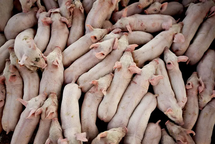 China: a peste suína africana chegou no país em 2018 (Daniel Acker/Bloomberg)