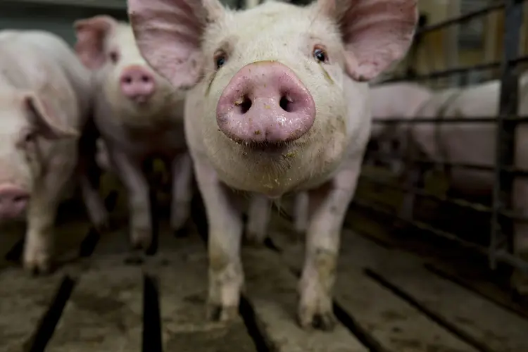 Porco de três meses de idade em fazenda de Iowa, EUA. Terça-feira, 17 de abril de 2018 (Daniel Acker/Bloomberg)