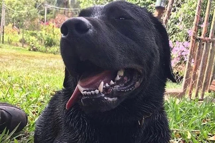 Barney era da raça labrador, uma das mais usadas nesse tipo de serviço, por conta do olfato apurado, além do temperamento dócil. (Corpo de Bombeiros de SC/Divulgação)