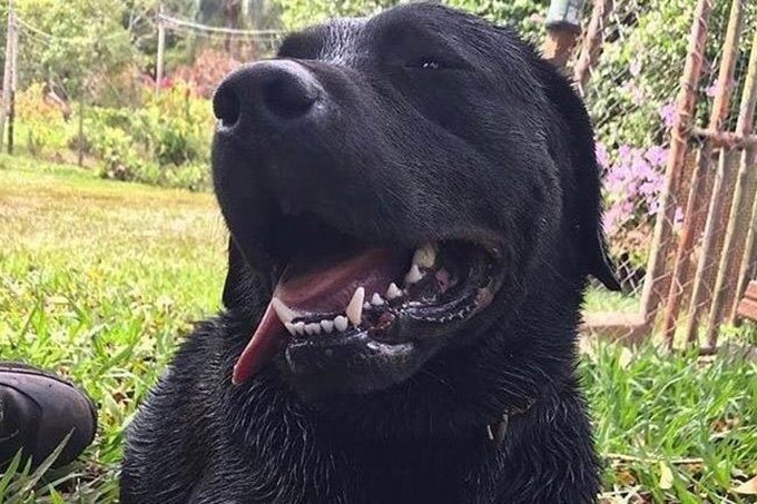 Cão que salvou vítimas em Brumadinho morre durante resgate em rio de SC