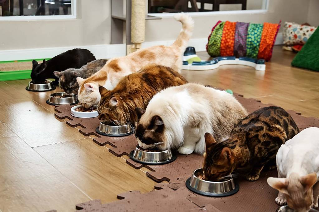 Tomar café com gatos é a nova moda destas cafeterias